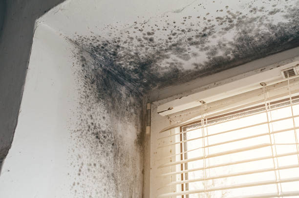 Affordable Mold Cleanup solutions in Oakland, NJ